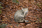 wildcat