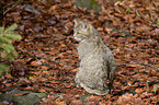 wildcat