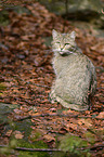 wildcat