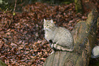 wildcat
