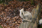 wildcat