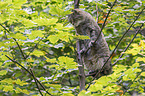 wildcat