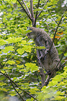 wildcat