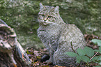 wildcat
