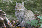 wildcat