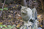 wildcat