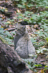 wildcat