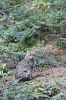 wildcat