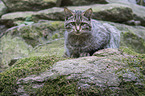 wildcat