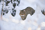 wildcat