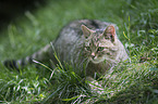 wildcat