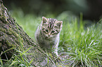 wildcat