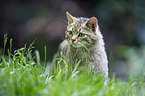 wildcat