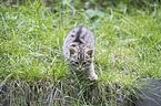 wildcat