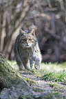 wildcat