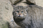 wildcat