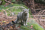 wildcat