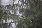 wildcat