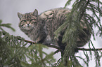wildcat