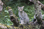 wildcat