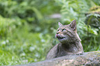 wildcat