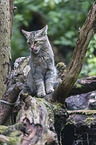 wildcat