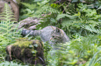 wildcat