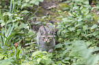 wildcat