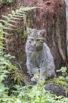 wildcat