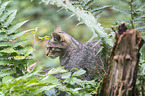 wildcat