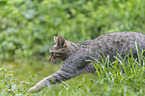 wildcat