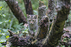 wildcat