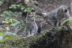 wildcats