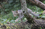 wildcat
