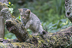 wildcat