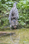 wildcat