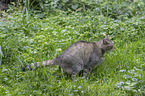 wildcat