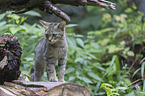 wildcat