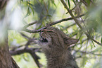 wildcat