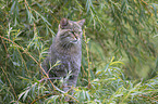 wildcat on the tree