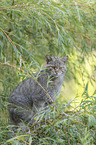 wildcat on the tree