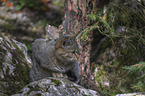 sitting Wildcat