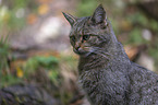 Wildkatze portrait