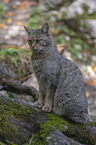 sitting Wildcat