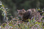 sitting Wildcat
