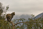 standing Wildcat