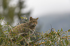 standing Wildcat