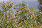 standing Wildkatze