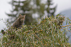 standing Wildcat