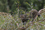 standing Wildcat